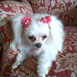 Meet your Posher, Brenda